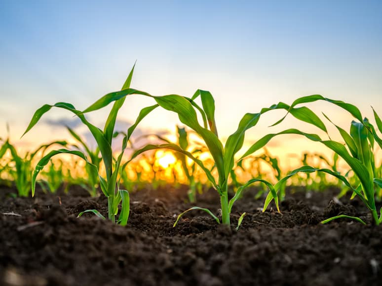 Crop management dashboard