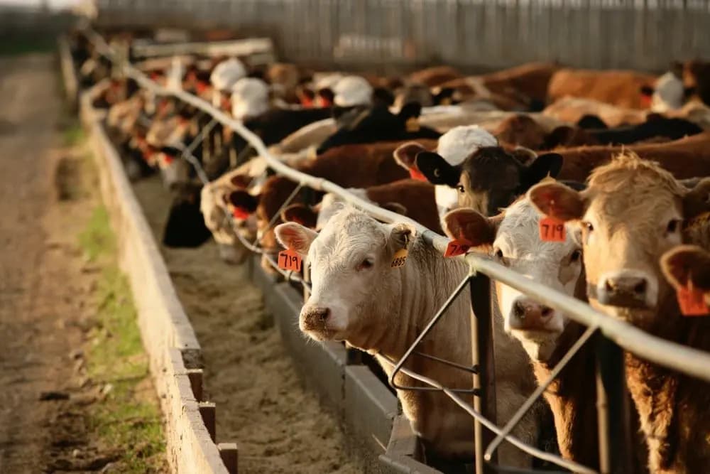 Livestock management dashboard